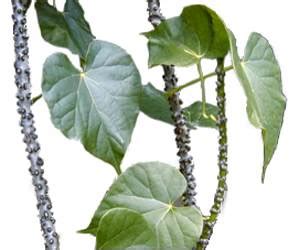 makabuhay plant benefits|Makabuhay (Tinospora rumphii Boerl) .